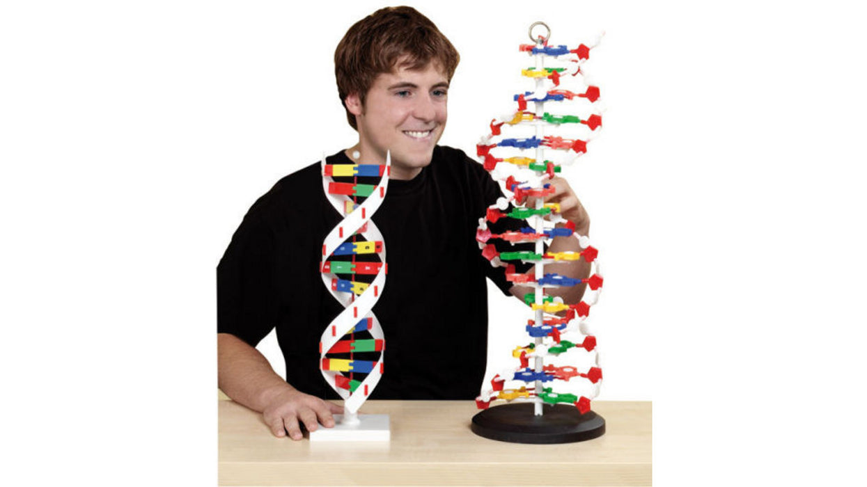 DNA Model - sérpöntun