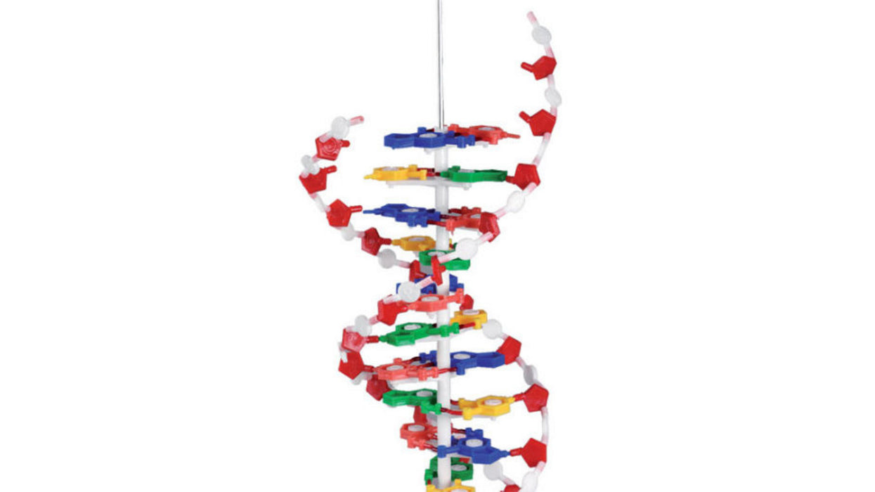 DNA Model - sérpöntun